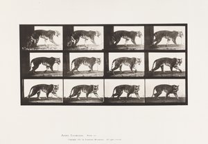 Tabliczka 729. Tygrysica; Pieszy autorstwa Eadweard Muybridge