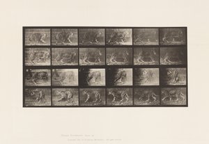Płyta 731. Jaquar; A, Chodzenie; B, Odwracanie się autorstwa Eadweard Muybridge