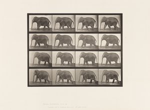 Tabliczka 732. Słoń; Pieszy autorstwa Eadweard Muybridge