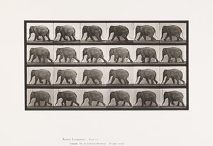 Płyta 733. Słoń; Pieszy autorstwa Eadweard Muybridge