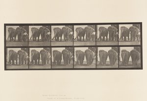 Tabliczka 734. Słonie; Dwa, chodzenie autorstwa Eadweard Muybridge