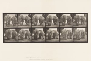 Tabliczka 735. Słonie; Dwa, chodzenie autorstwa Eadweard Muybridge