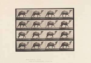 Tabliczka 736. Wielbłąd egipski; Dręczący autorstwa Eadweard Muybridge