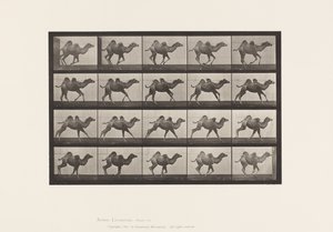 Płyta 740. Wielbłąd dwugarbny; (Młody), Galopujący autorstwa Eadweard Muybridge