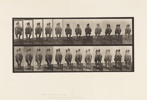 Tablica 741. Wielbłąd dwugarbny; A, Chodzenie; B, Regały autorstwa Eadweard Muybridge