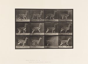Płyta 743. Guanako; Galopujący autorstwa Eadweard Muybridge