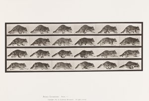 Płyta 744. Szop pracz; Pieszy; Zmień na galopujący autorstwa Eadweard Muybridge