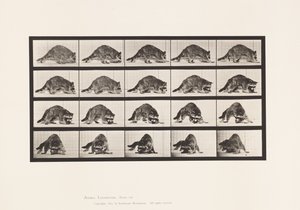 Płyta 745. Szop pracz; Pieszy; i odwracanie się autorstwa Eadweard Muybridge