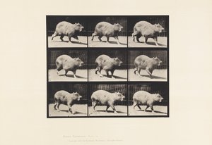 Płyta 746. Kapibara; Pieszy autorstwa Eadweard Muybridge