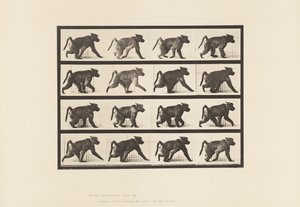 Płyta 747. Pawian; Chodzenie na czworakach autorstwa Eadweard Muybridge