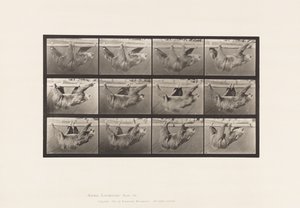 Płyta 750. Leniwiec; Chodzący, zawieszony na poziomym słupie autorstwa Eadweard Muybridge