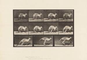 Talerz 751. Kangur; Chodzenie na czworakach; Zmień na skakanie autorstwa Eadweard Muybridge