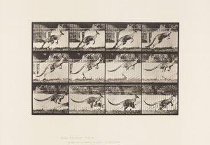 Talerz 752. Kangur; Skoki autorstwa Eadweard Muybridge
