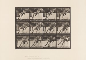 Talerz 753. Kangur; Skoki autorstwa Eadweard Muybridge