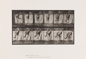 Talerz 754. Kangur; Skoki autorstwa Eadweard Muybridge