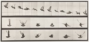 Płyta 755. Gołąb; Latający autorstwa Eadweard Muybridge