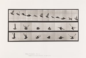 Płyta 755. Gołąb; Latający autorstwa Eadweard Muybridge