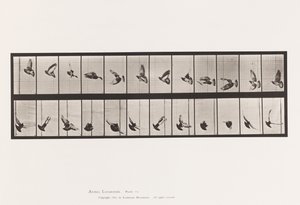 Płyta 756. Gołąb; Latający autorstwa Eadweard Muybridge