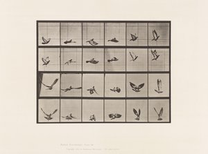 Tabliczka 757. Gołąb; Latający autorstwa Eadweard Muybridge