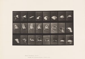 Talerz 758. Kakadu; Latający autorstwa Eadweard Muybridge