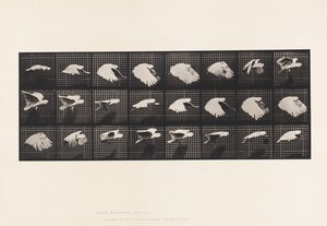 Talerz 759. Kakadu; Latający autorstwa Eadweard Muybridge
