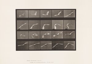 Talerz 760. Kakadu; Latający autorstwa Eadweard Muybridge