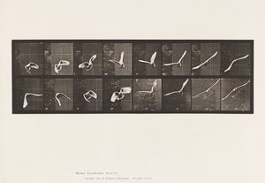 Talerz 761. Kakadu; Latający autorstwa Eadweard Muybridge