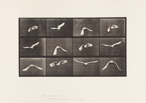 Talerz 762. Kakadu; Latający autorstwa Eadweard Muybridge