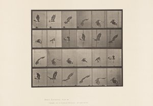 Tabliczka 763. Jastrząb czerwonoogoniasty; Latający autorstwa Eadweard Muybridge