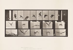 Tabliczka 764. Jastrząb rybny; Latający autorstwa Eadweard Muybridge