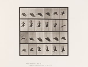 Płyta 765. Sęp; Latający autorstwa Eadweard Muybridge