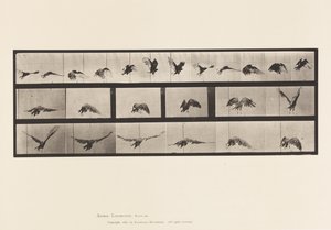 Płyta 768. Sęp; Latający autorstwa Eadweard Muybridge