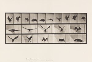 Tabliczka 769. Orzeł amerykański; Latający autorstwa Eadweard Muybridge
