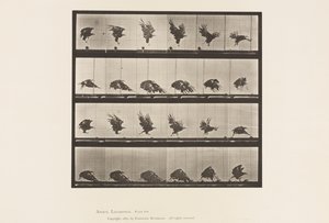 Płyta 770. Orzeł amerykański; Latanie blisko ziemi autorstwa Eadweard Muybridge