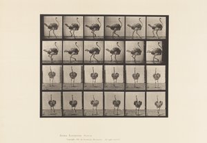 Tabliczka 772. Struś; Pieszy autorstwa Eadweard Muybridge