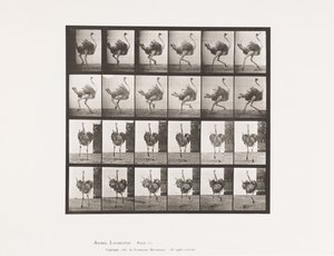 Tabliczka 773. Struś; Działanie autorstwa Eadweard Muybridge