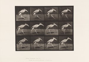 Tabliczka 774. Adiutant; Pieszy autorstwa Eadweard Muybridge