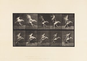 Tabliczka 775. Adiutant; Latający bieg autorstwa Eadweard Muybridge