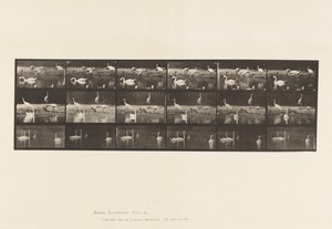 Tabliczka 776. Bociany; Łabędzie itp., A, B, C autorstwa Eadweard Muybridge