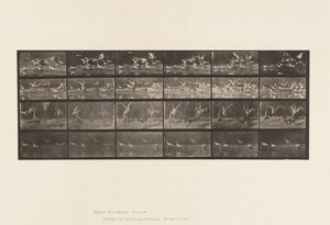 Płyta 777. Bociany; itd, A, B, C, D autorstwa Eadweard Muybridge