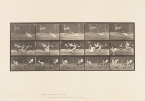 Tabliczka 778. Bociany; itd, A, B, C autorstwa Eadweard Muybridge