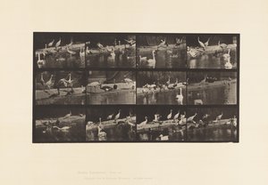 Tabliczka 779. Bociany; Łabędzie itp. autorstwa Eadweard Muybridge
