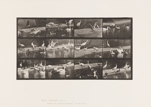 Płyta 780. Bociany; Łabędzie itp. autorstwa Eadweard Muybridge