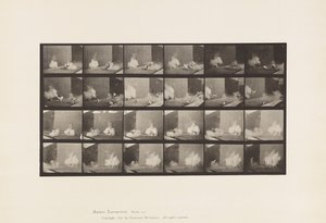 Płyta 781. Kurczaki; Przestraszony przez Torpedo autorstwa Eadweard Muybridge