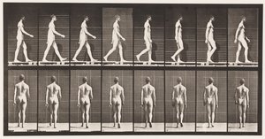 Płyta 8. Chodzenie autorstwa Eadweard Muybridge