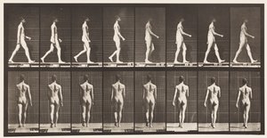 Płyta 9. Chodzenie, 1872-1885 autorstwa Eadweard Muybridge