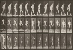 Tablica numer 559. Częściowa paraplegia, chodzenie z laską autorstwa Eadweard Muybridge