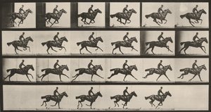 Tablica numer 625. „Bouquet” w galopie autorstwa Eadweard Muybridge