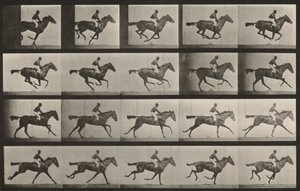 Tablica numer 627. „Annie G.” w galopie autorstwa Eadweard Muybridge