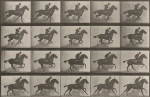 Tablica numer 628. „Daisy” w galopie autorstwa Eadweard Muybridge